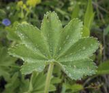 род Alchemilla. Лист с каплями дождя. Владимирская обл., Александровский р-н, окр. с. Старая Слобода, разнотравный луг. 11.06.2022.