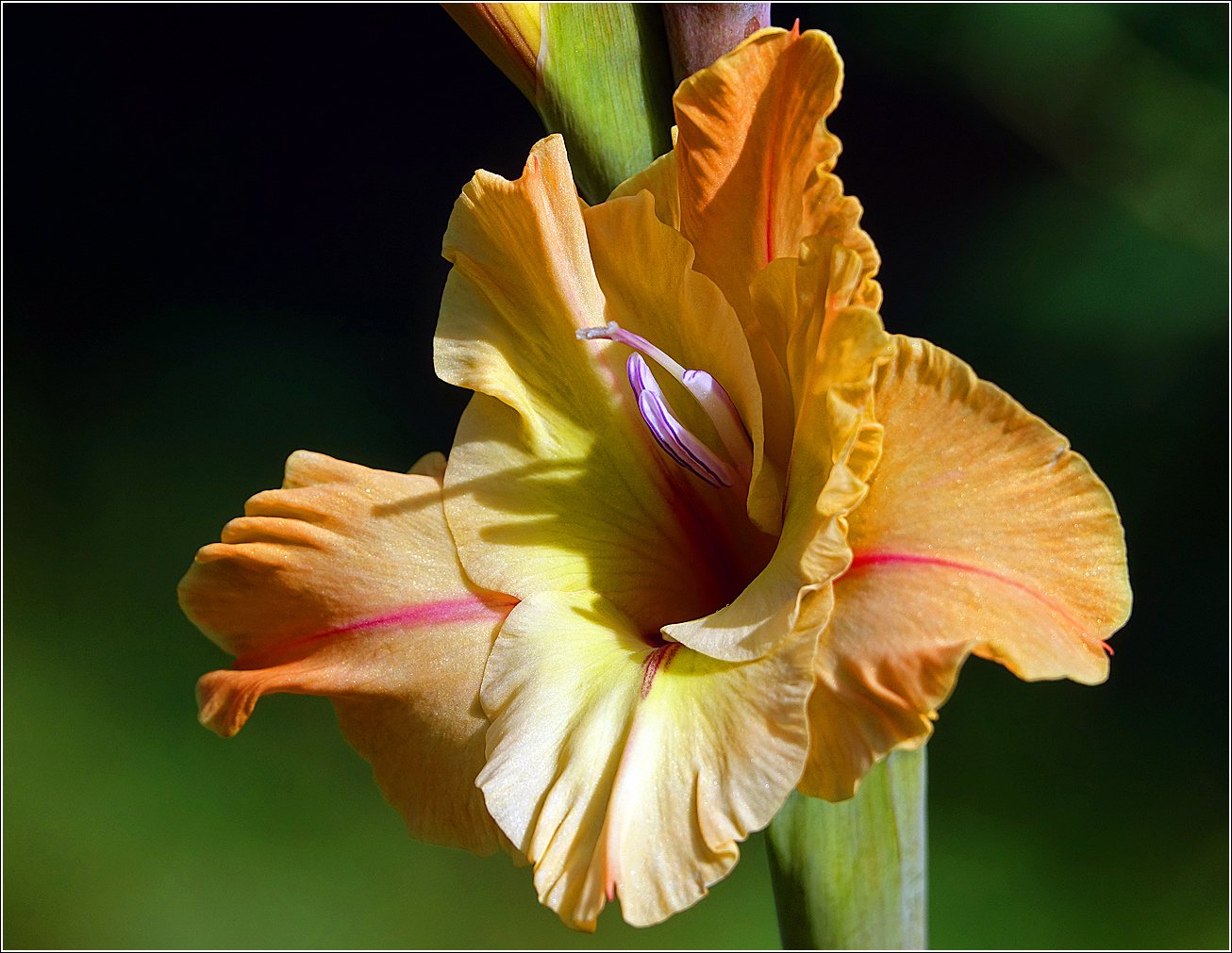 Изображение особи Gladiolus &times; gandavensis.