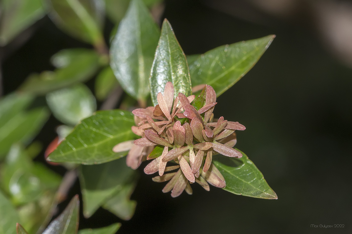 Изображение особи Abelia &times; grandiflora.