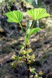 Ribes scandicum