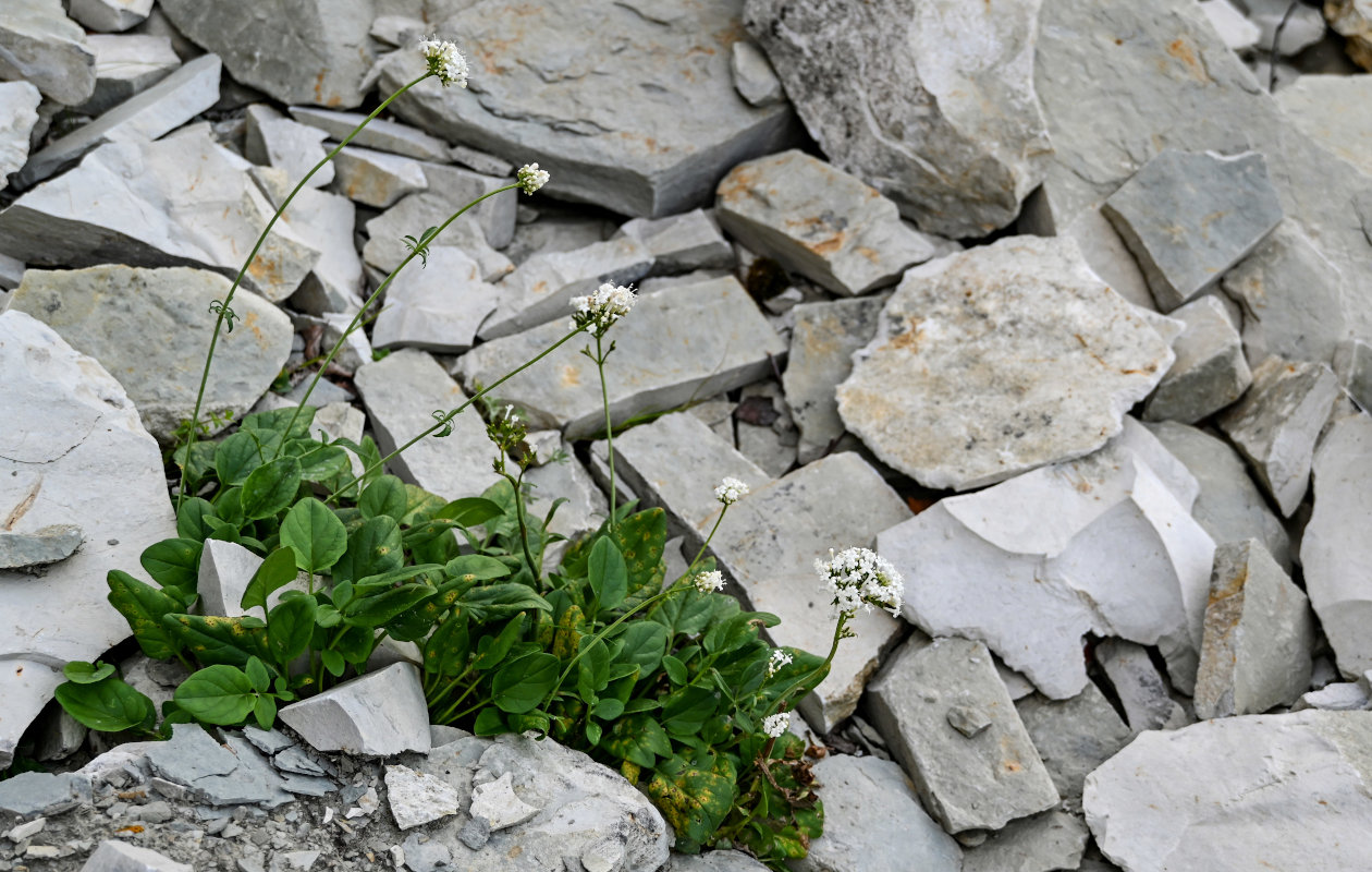 Image of Valeriana daghestanica specimen.