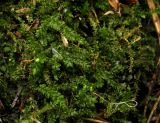 Thamnobryum neckeroides