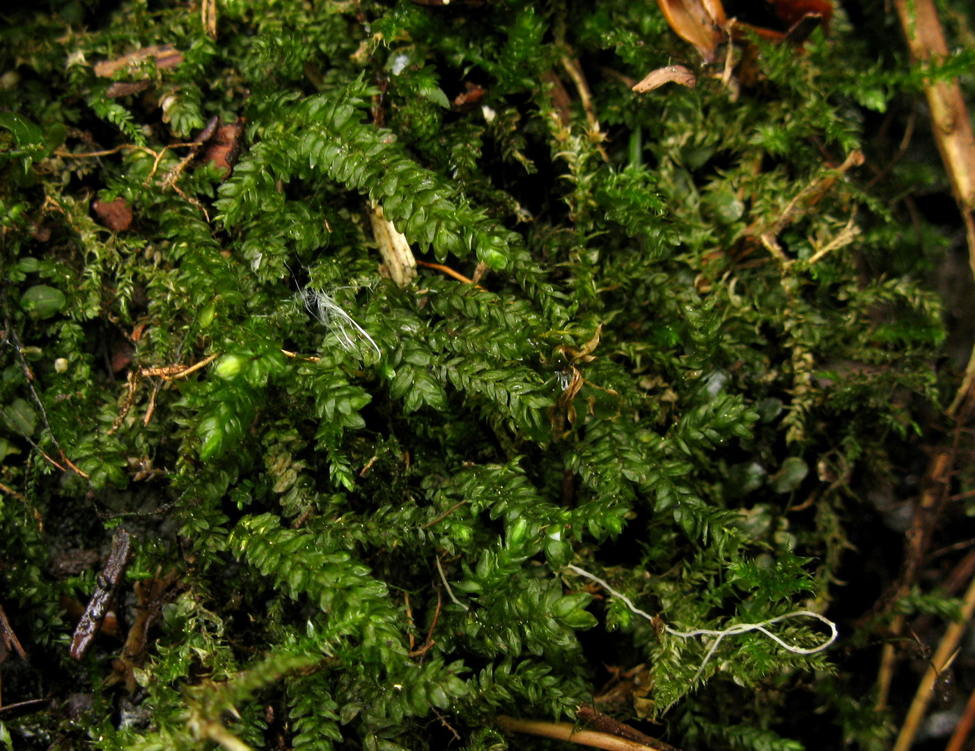 Изображение особи Thamnobryum neckeroides.