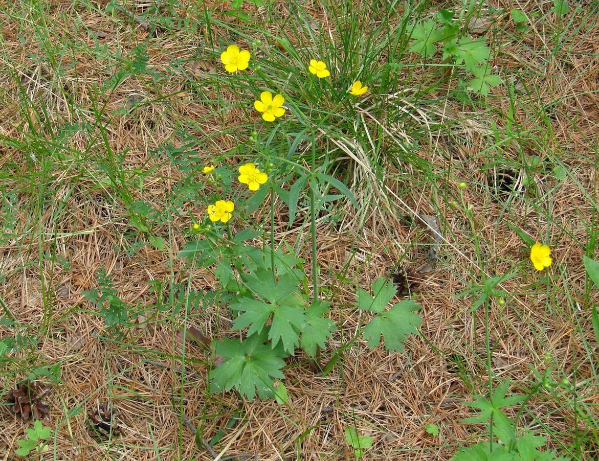 Изображение особи Ranunculus propinquus.