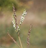 Melilotus albus