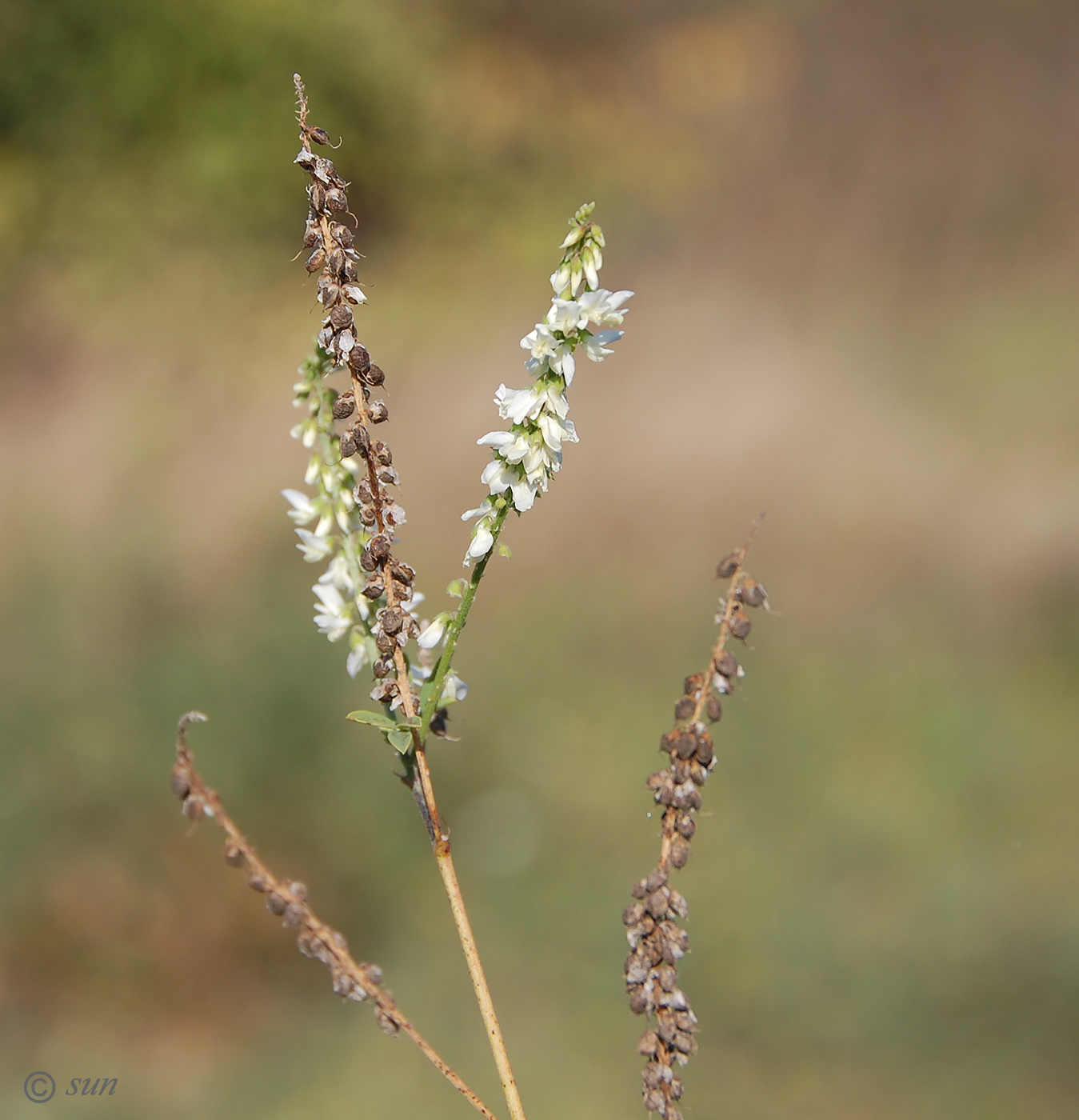 Image of Melilotus albus specimen.