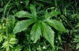 Filipendula palmata