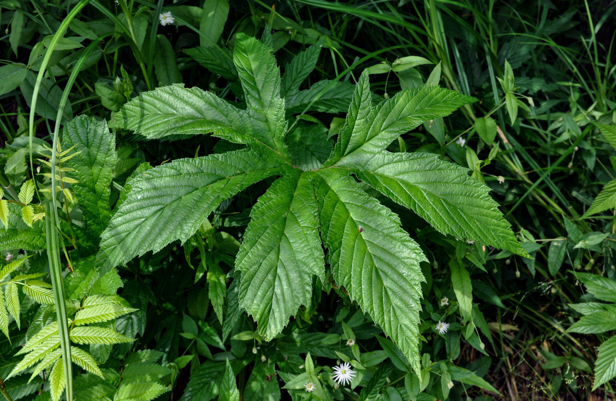 Image of Filipendula palmata specimen.