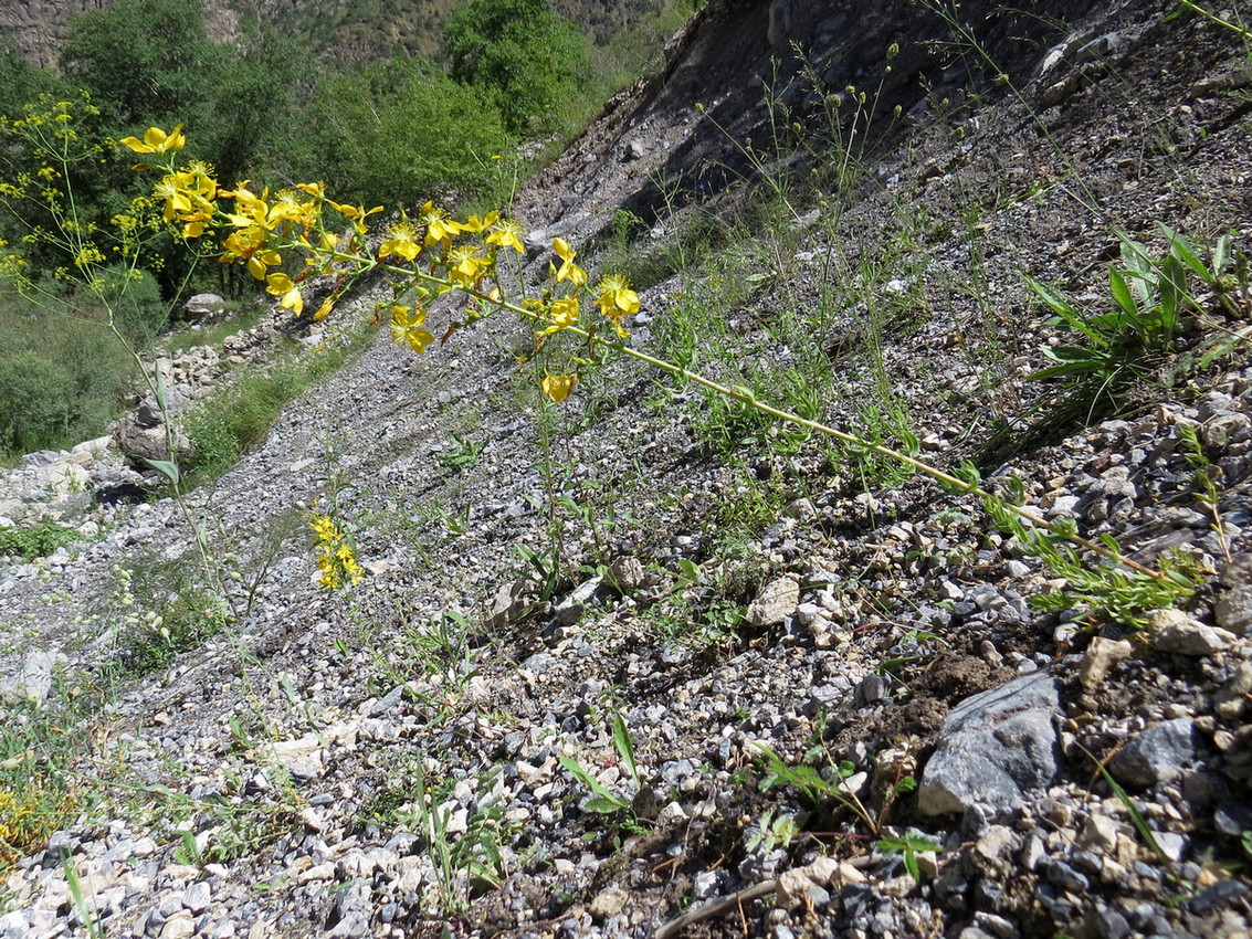 Изображение особи Hypericum elongatum.