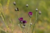 Centaurea adpressa