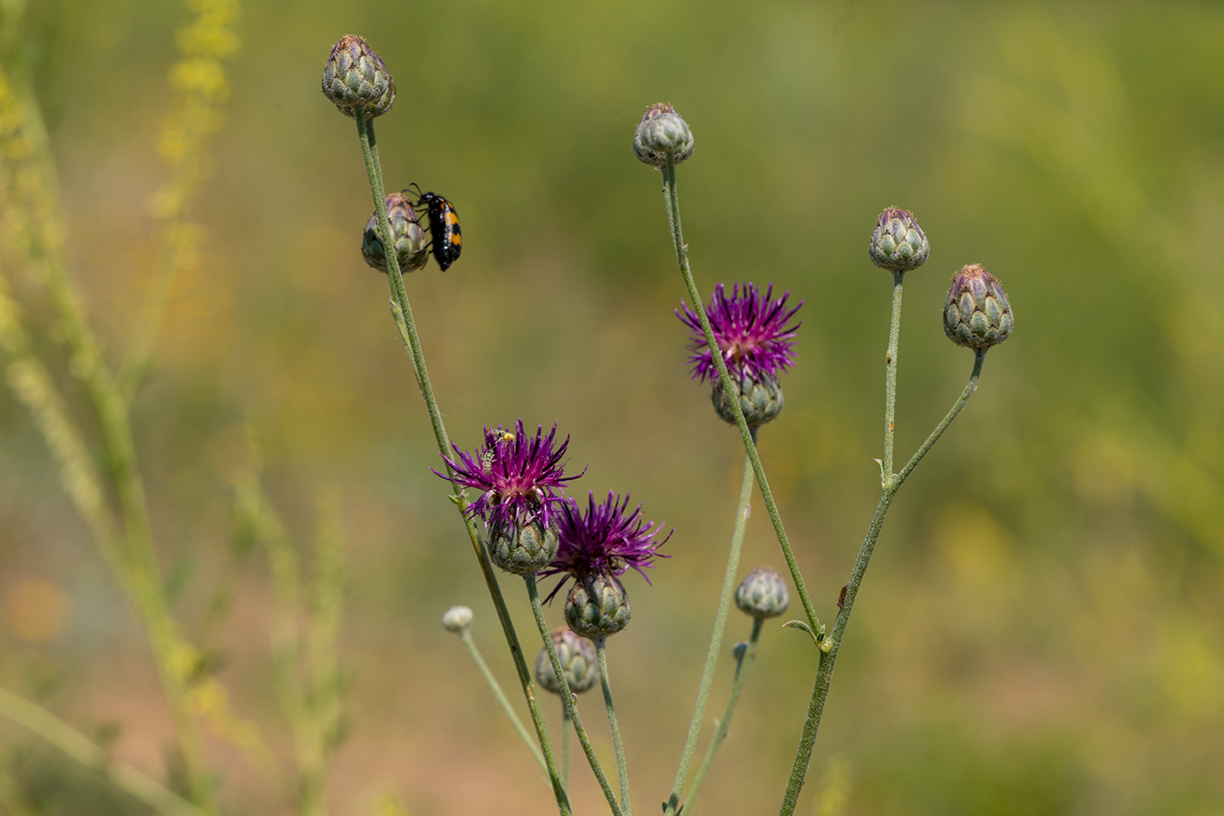 Image of Centaurea adpressa specimen.