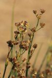 Juncus articulatus. Верхушки плодоносящих веточек. Ленинградская обл., окр. пос. Большая Ижора, берег Финского залива, тыльная сторона песчаного берегового вала. 02.10.2022.