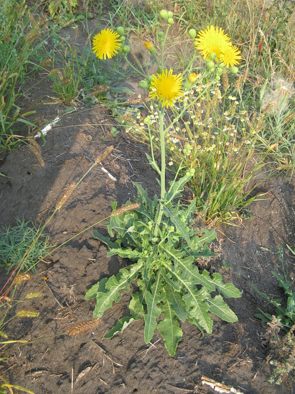 Image of Sonchus arvensis ssp. uliginosus specimen.