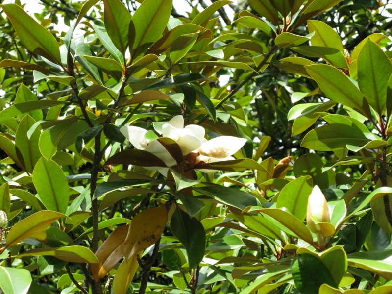 Изображение особи Magnolia grandiflora.