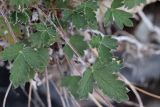 Potentilla nivea