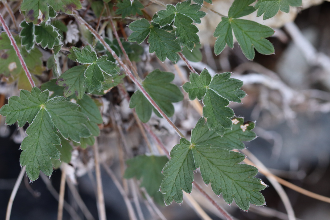 Image of Potentilla nivea specimen.