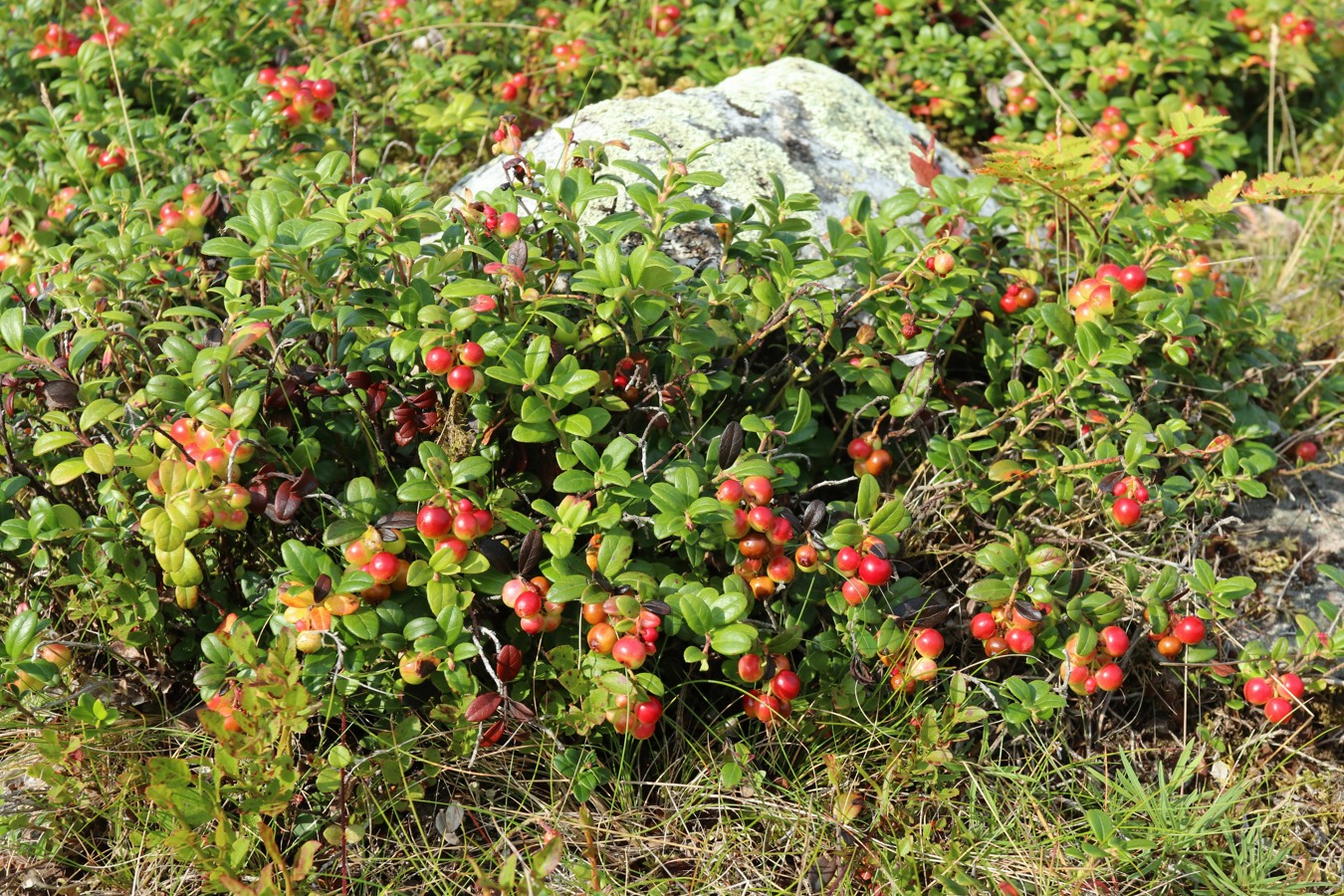 Image of Vaccinium vitis-idaea specimen.