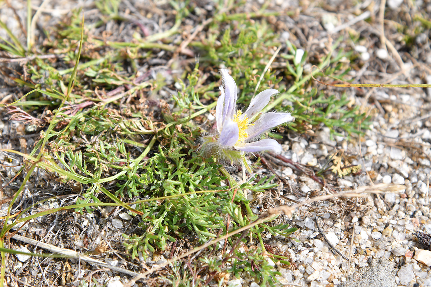 Image of Pulsatilla tenuiloba specimen.