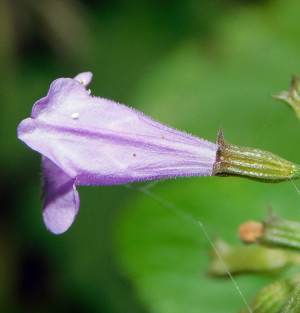 Image of Clinopodium nepeta specimen.