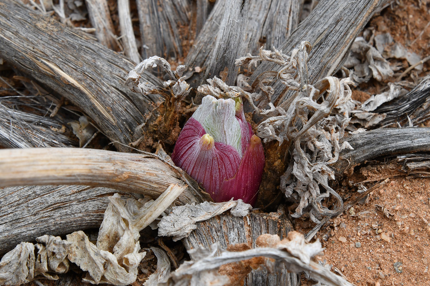 Изображение особи Ferula iliensis.