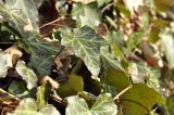 Hedera helix