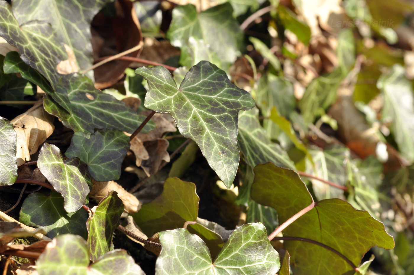 Image of Hedera helix specimen.