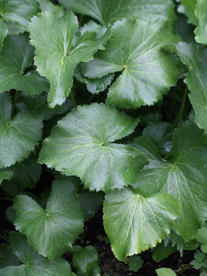 Image of Eryngium alpinum specimen.