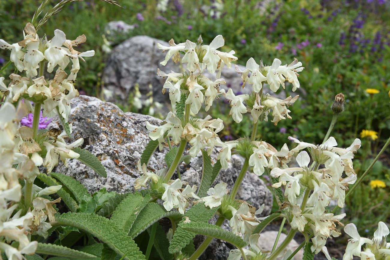Image of Betonica ossetica specimen.