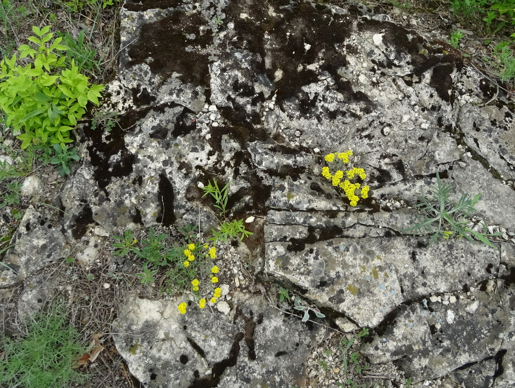 Image of Odontarrhena tortuosa specimen.