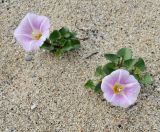 Calystegia soldanella