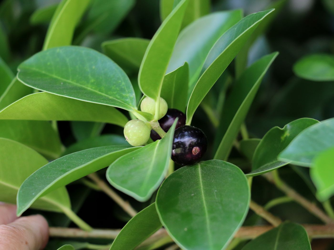 Image of Ficus microcarpa specimen.