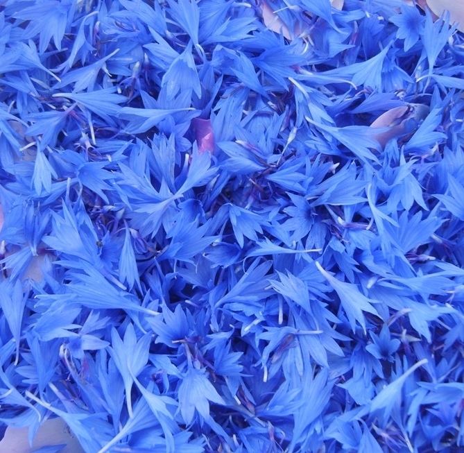 Image of Centaurea cyanus specimen.