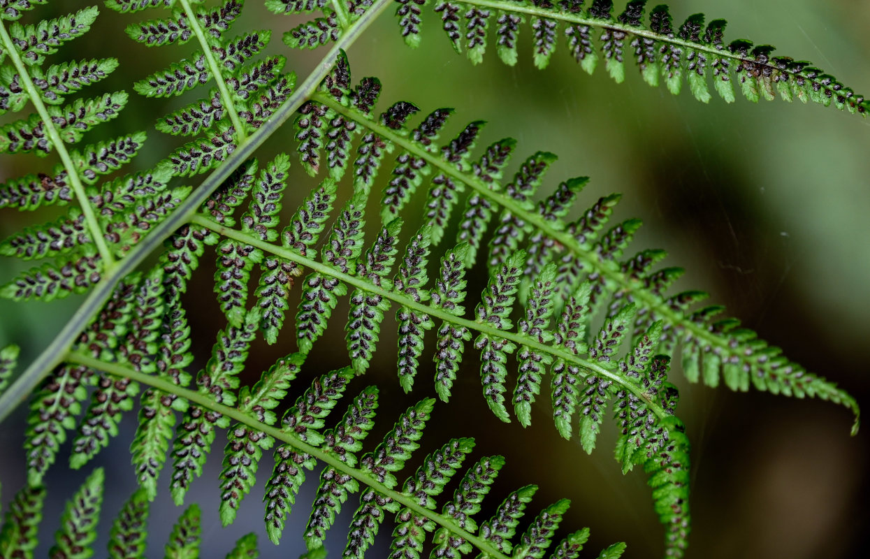 Image of Athyrium monomachii specimen.