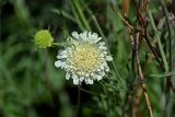 Scabiosa ochroleuca