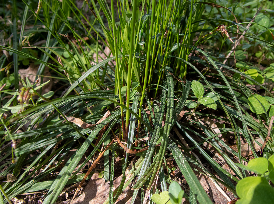 Изображение особи Carex digitata.