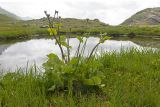 Caltha polypetala. Плодоносящее растение. Карачаево-Черкесия, Урупский р-н, хр. Загедан, долина Ацгарских озёр, ≈ 2600 м н.у.м., альпийский луг, у маленького безымянного озерка. 09.08.2023.