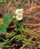 Erigeron annuus. Цветущие и развивающиеся соцветия. Сербия, окр. г. Байна-Башта, у дороги. 07.07.2019.