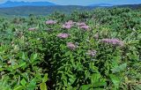 Eupatorium glehnii. Цветущие растения в сообществе с Sasa. Курильские о-ва, о-в Кунашир, склон вулкана Головнина, ≈ 400 м н.у.м., заросли Pinus pumila и Sasa. 20.08.2022.