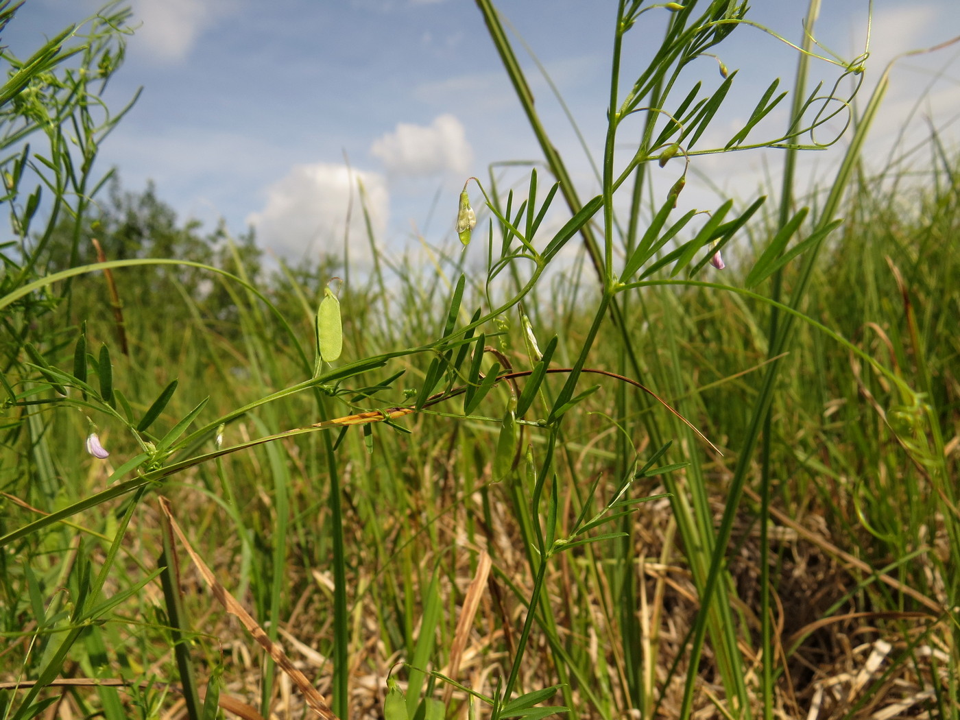 Image of Vicia tetrasperma specimen.