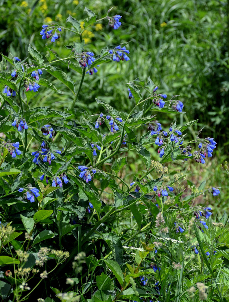 Изображение особи Symphytum asperum.