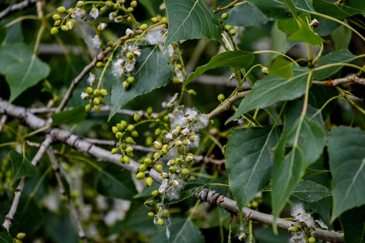 Image of genus Populus specimen.