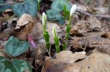 Galanthus woronowii