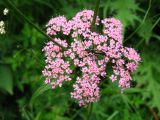 Chaerophyllum roseum