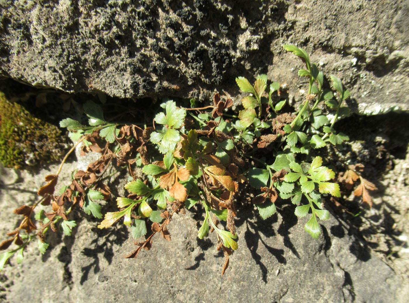 Изображение особи Asplenium ruta-muraria.