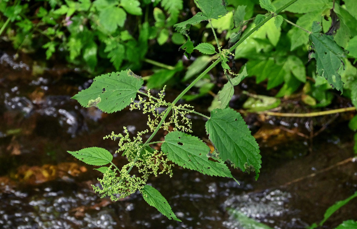 Изображение особи Urtica dioica.