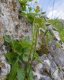 род Campanula. Верхушки побегов с соцветиями в бутонах. Адыгея, Кавказский биосферный заповедник, хр. Каменное Море, ≈ 2000 м н.у.м., в расщелине скалы. 28.07.2018.