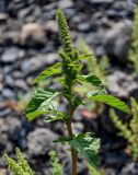 Amaranthus retroflexus. Верхушка побега с соцветием. Чечня, Итум-Калинский р-н, окр. с. Ведучи, ≈ 1500 м н.у.м., подножие каменистого склона, у дороги. 27.07.2022.