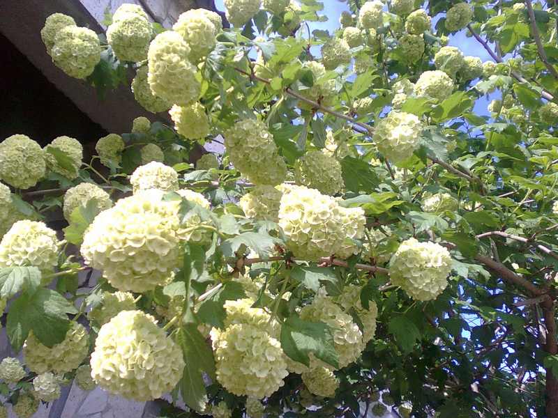 Изображение особи Viburnum opulus.