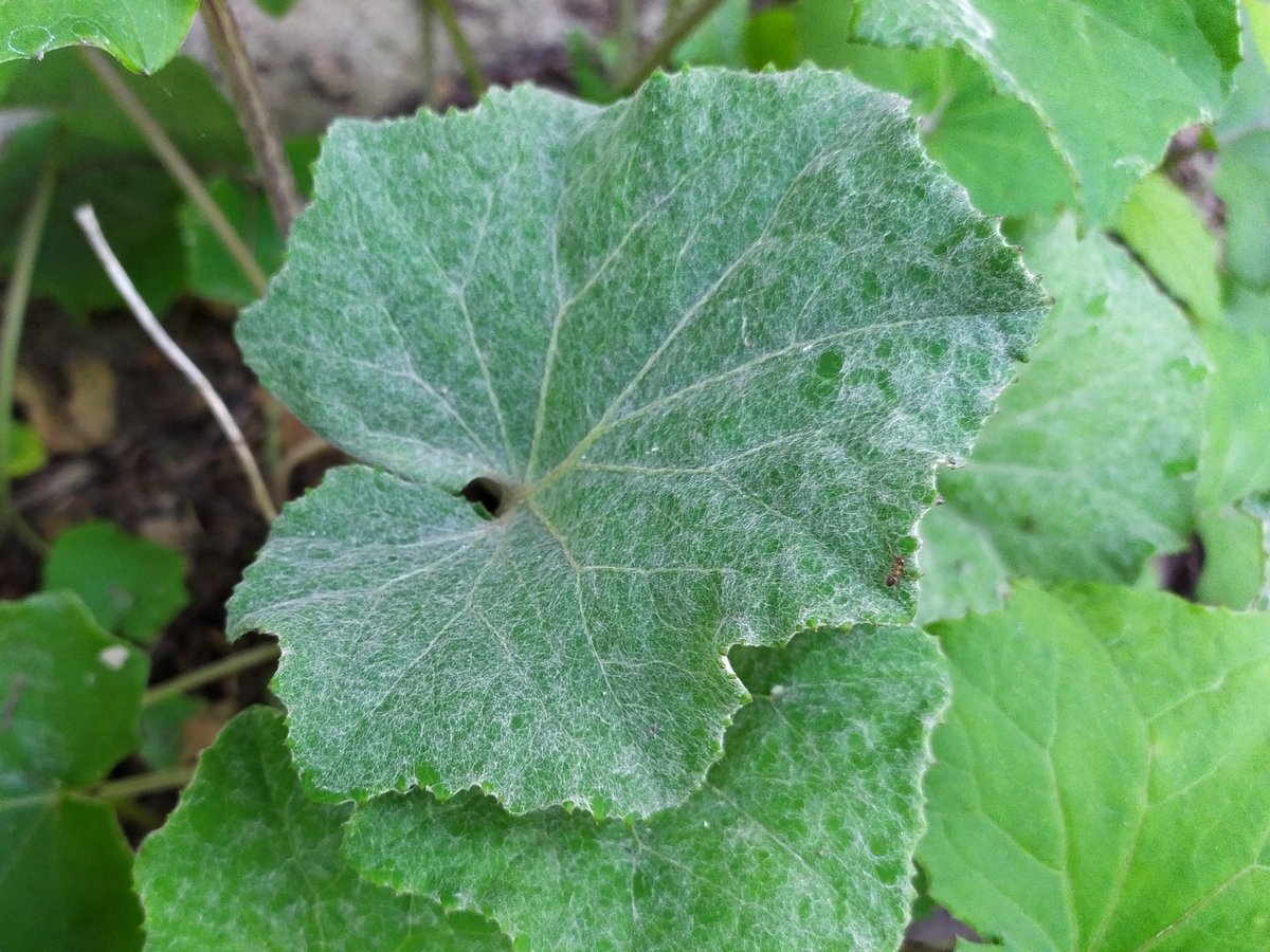 Image of Tussilago farfara specimen.