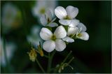 Arabis caucasica. Цветки. Московская обл., Раменский р-н, окр. дер. Хрипань, садовый участок. 16.05.2024.